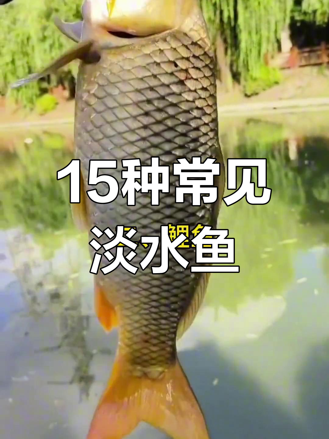 常见淡水鱼种类盘点,钓过几种?