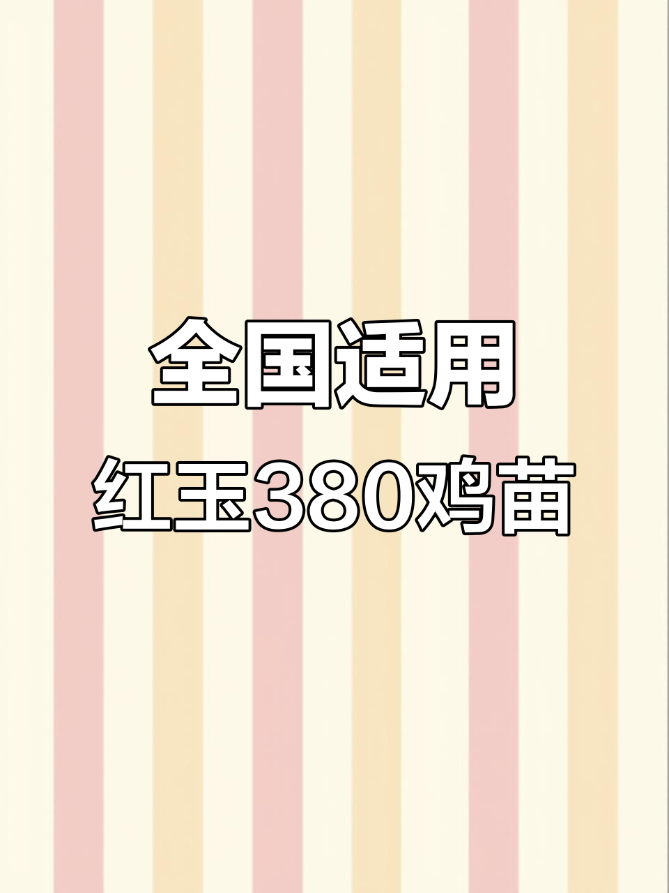 红玉380鸡苗:适合全国各地养殖,助力农村创业
