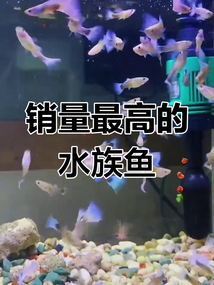 水族店最受欢迎的十大观赏鱼(下)
