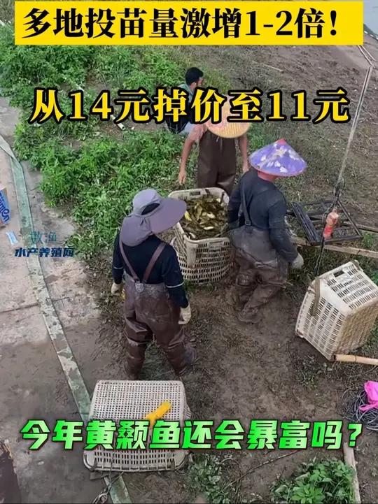 今年黄颡鱼多地投苗量增多1-2倍!今年养这条鱼还会暴富吗
