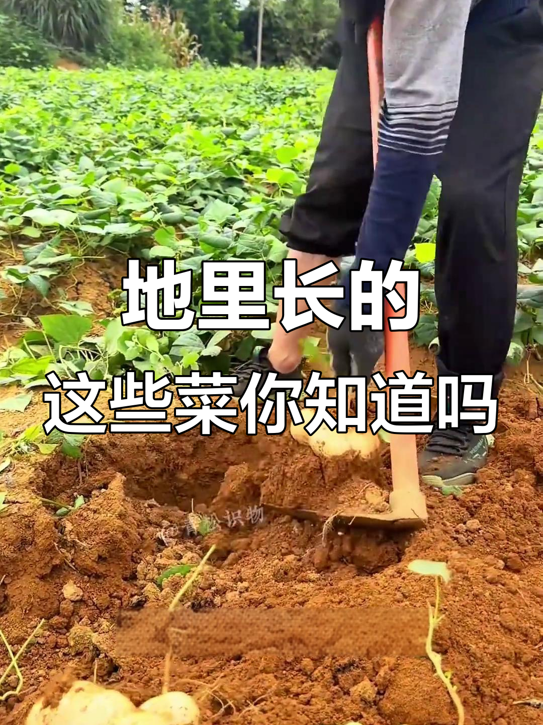 19种常见地里蔬菜,看看你认识几种?