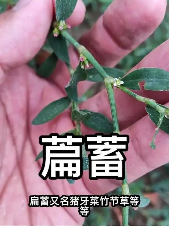 曾经到处都是的萹蓄,如今越来越不好找了,遇到要珍惜