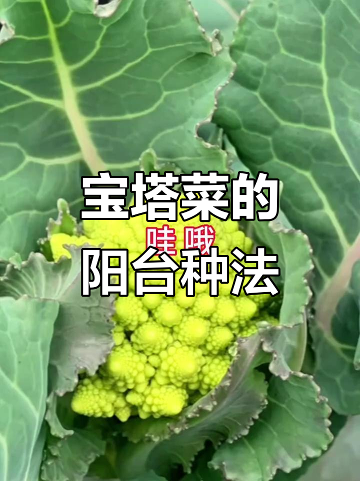 你见过这种宝塔菜吗?阳台种植超简单,五片叶子就能移栽