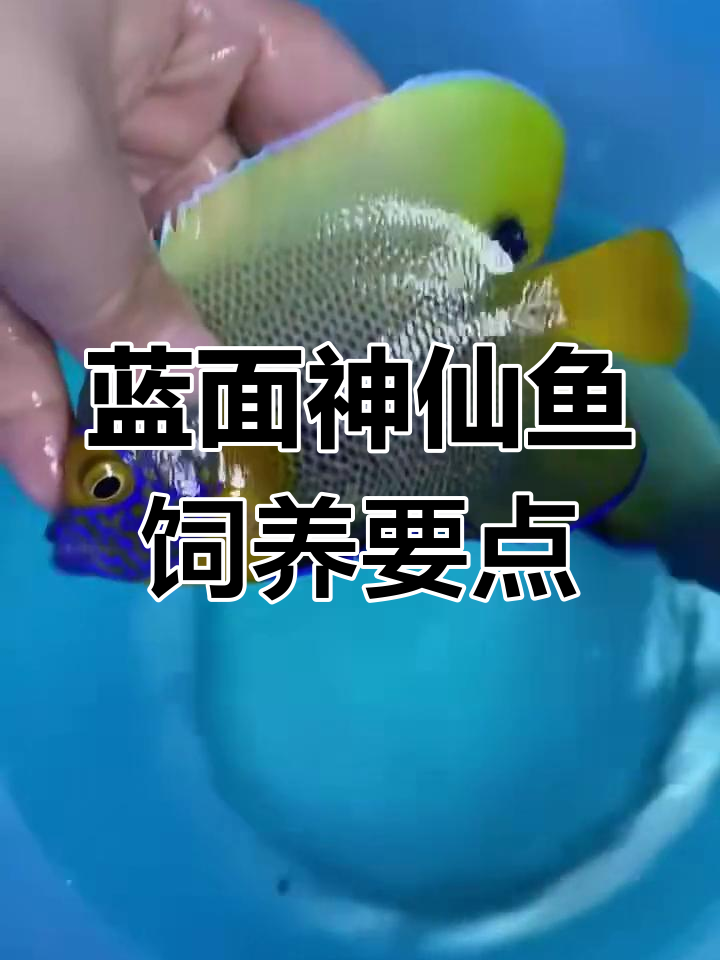 蓝面神仙鱼饲养指南:水族箱设置与条件