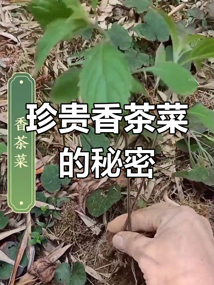 深森老林发现珍稀香茶菜,清热解毒效果显著