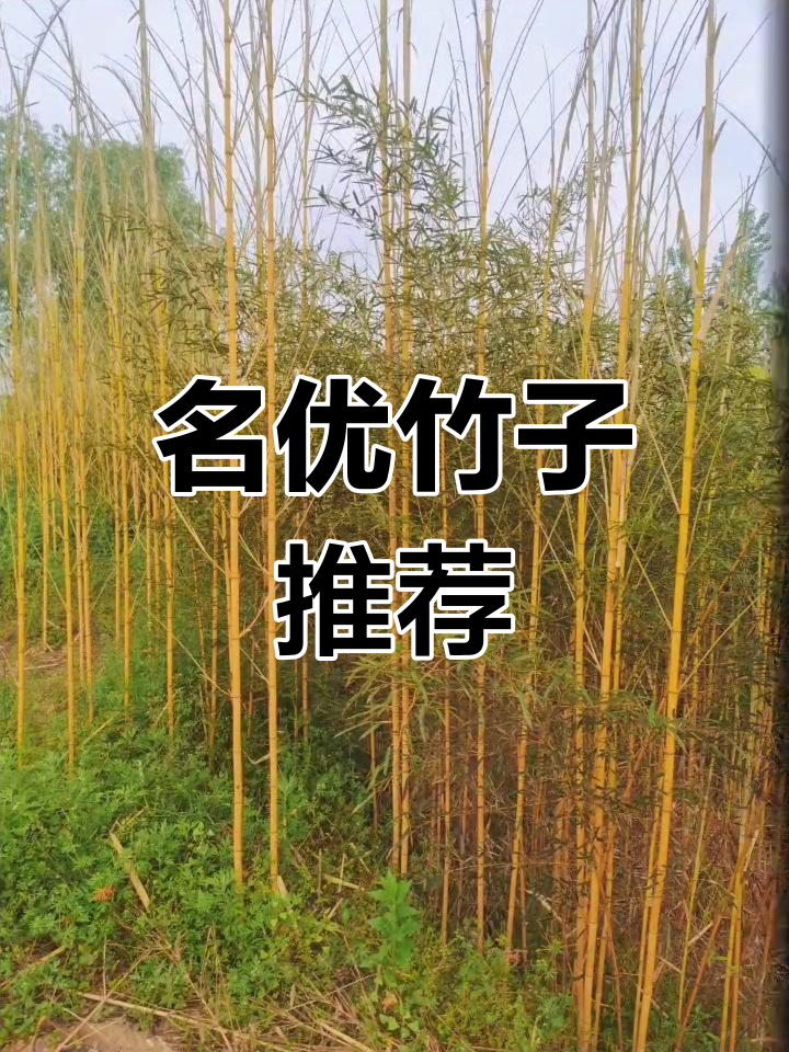 66种优质竹子,园林增色新选择