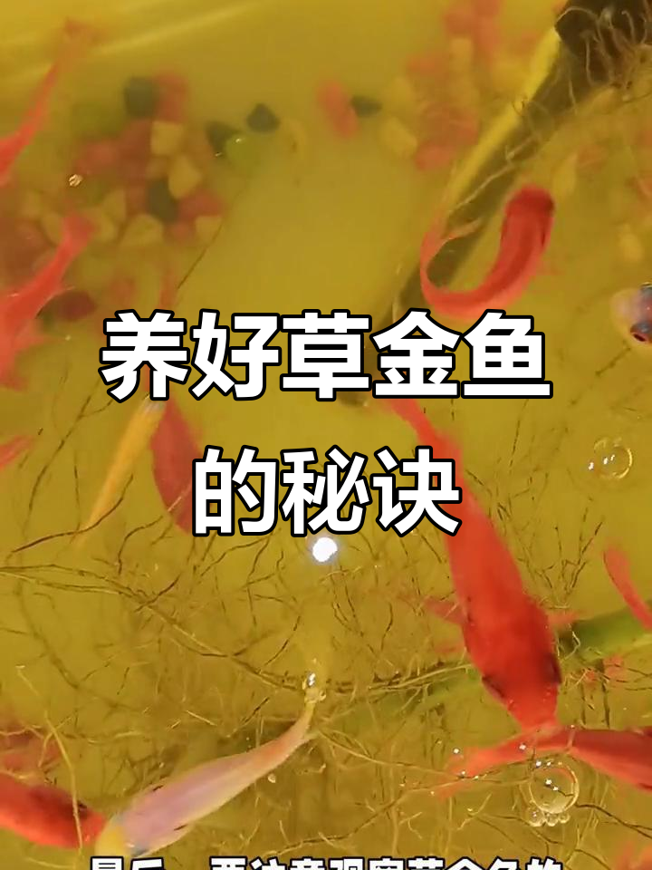草金鱼养殖全攻略:从鱼缸到饲料,细节决定健康