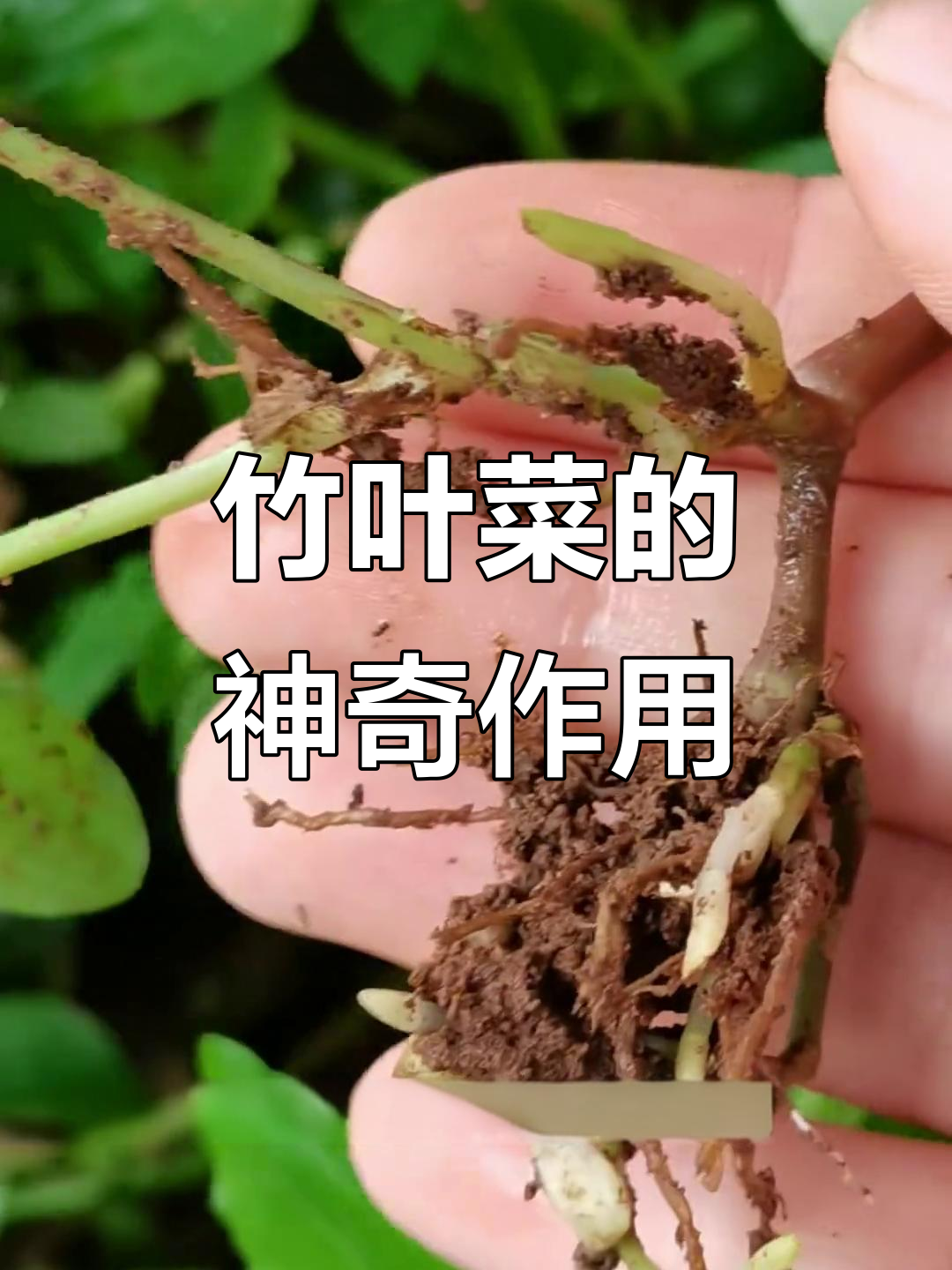 农村常见竹叶菜,竟是驱蚊神器!你见过吗?