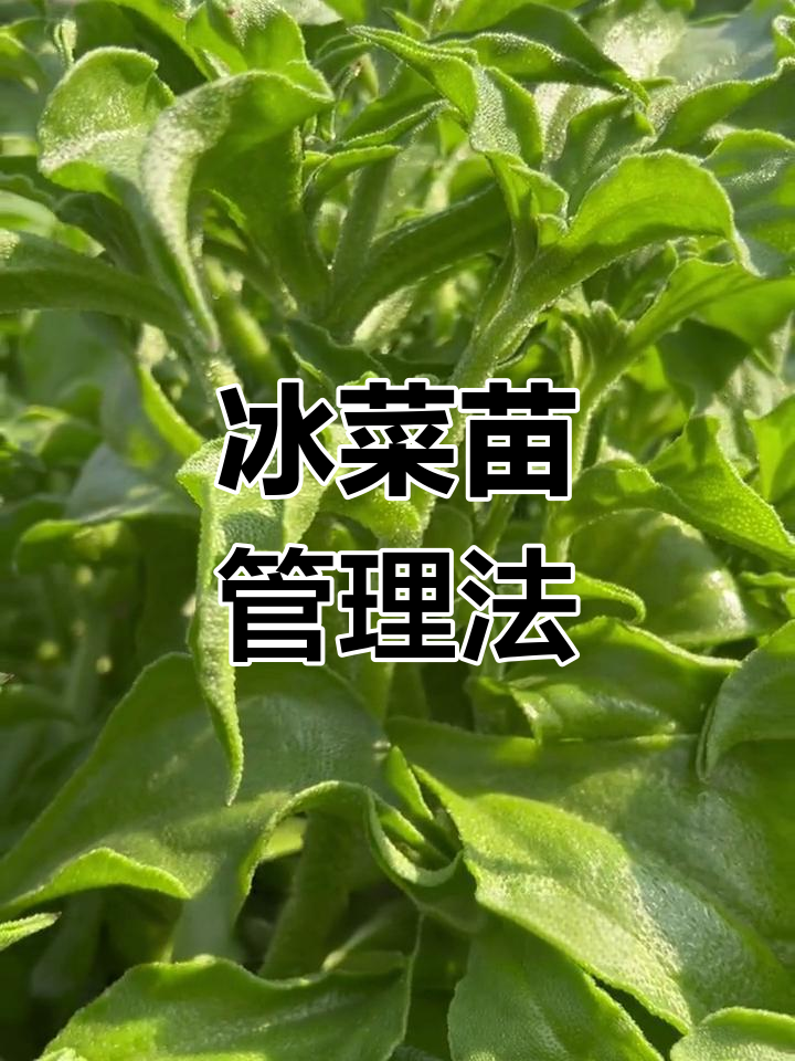 冰菜苗种植技巧,避免挂掉的关键
