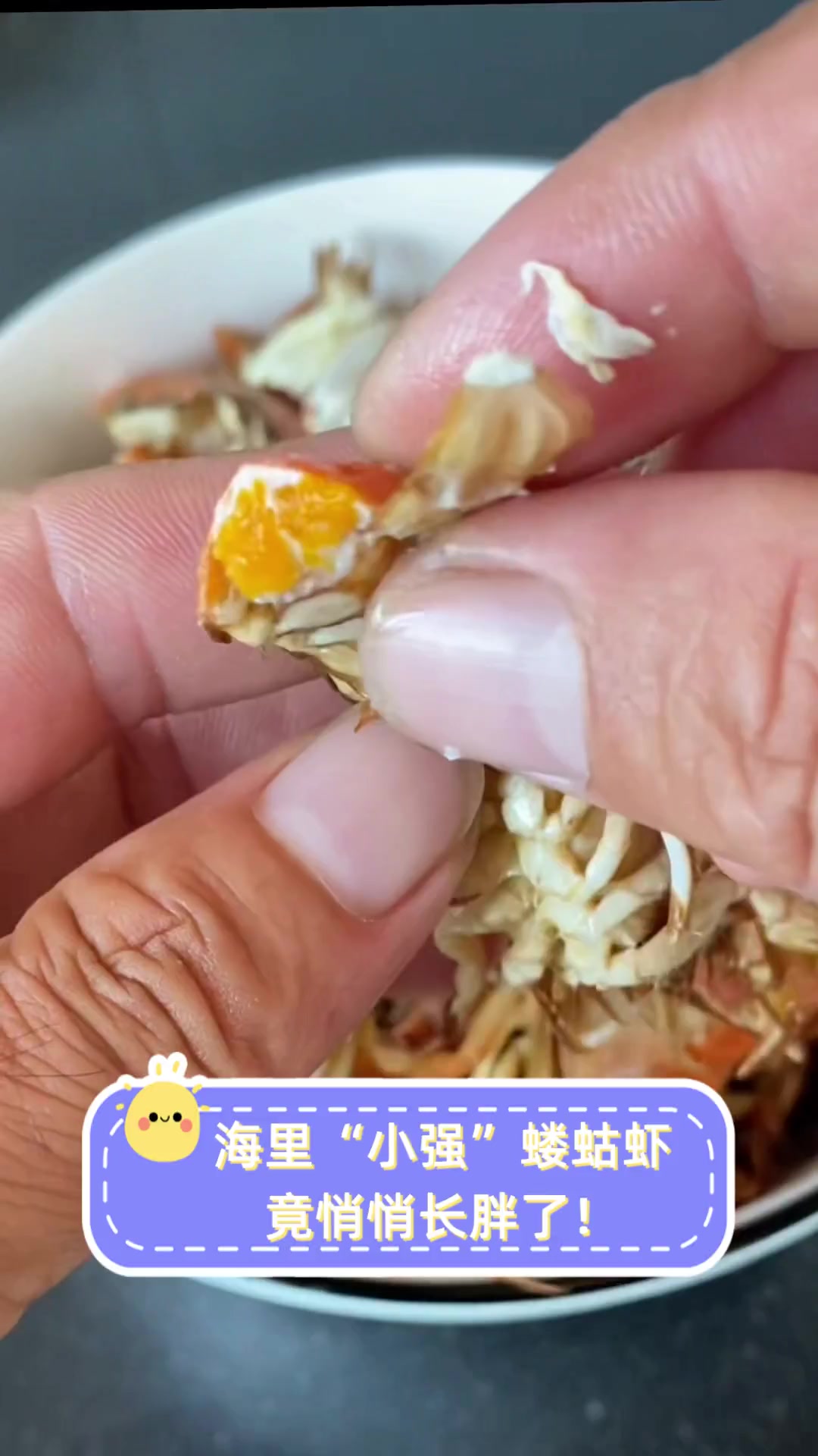 海里“小强”蝼蛄虾,竟悄悄长胖了!