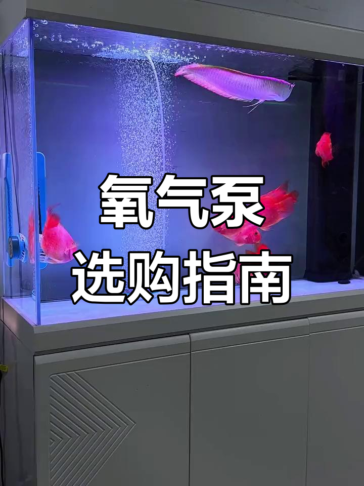 传统金鱼养殖日常:刷缸与消杀处理