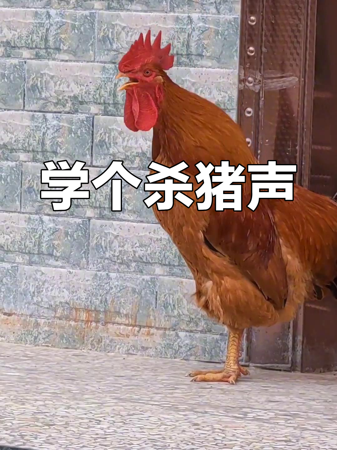 模仿杀猪叫声,公鸡打鸣