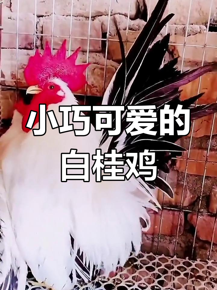 白桂鸡:泰国迷你宠物鸡