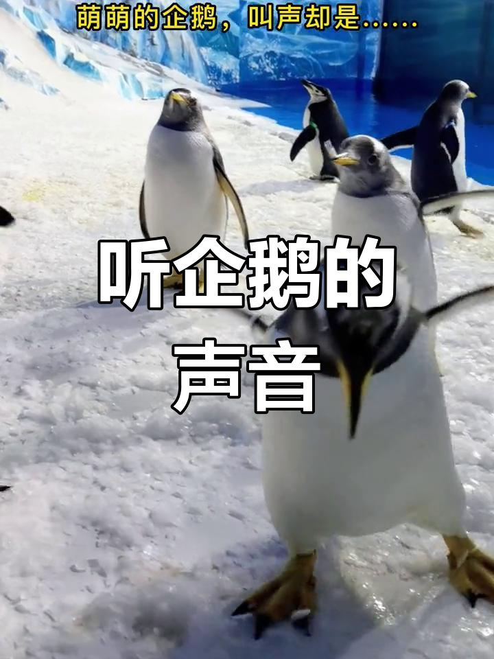 放大音量,倾听企鹅的独特叫声