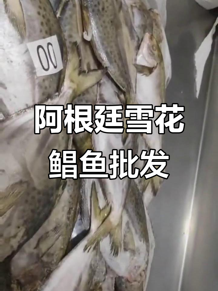阿根廷雪花鲳鱼,200-400规格冻品批发,源头厂家直供