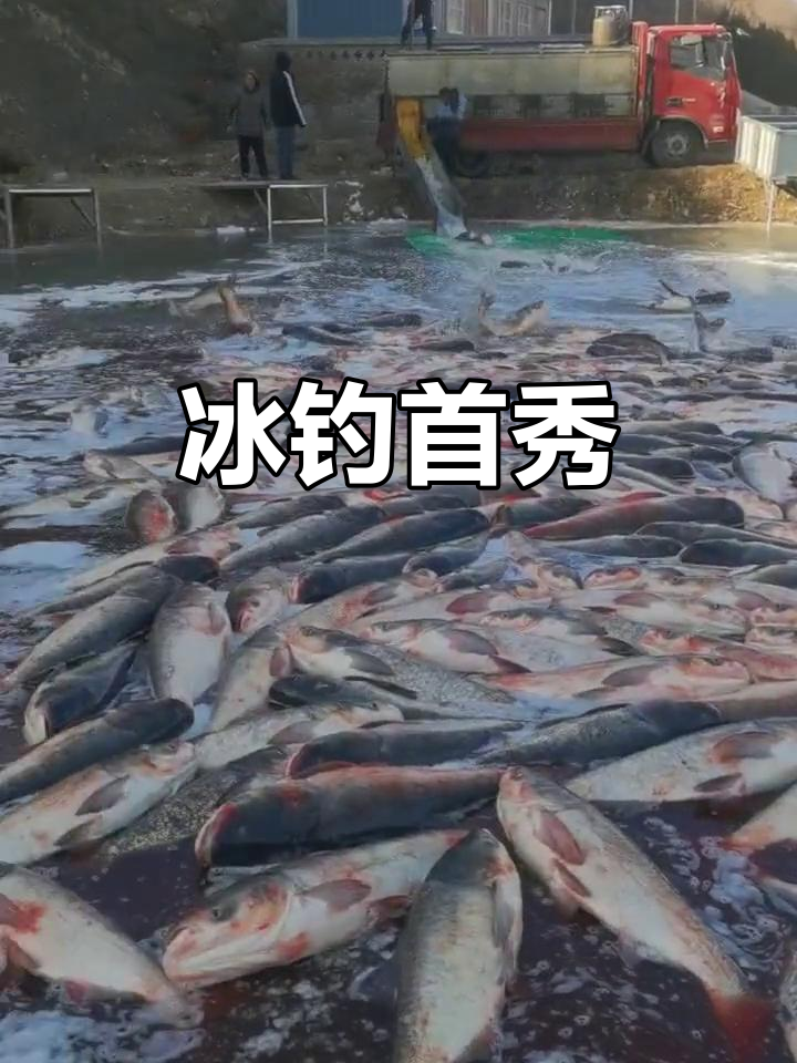 冰上锚鱼首播,9点直播带你探索!