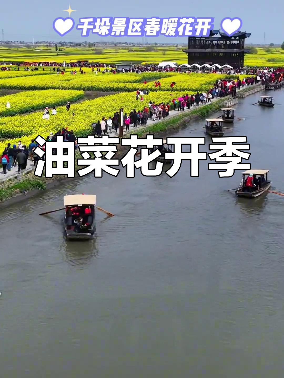 兴化油菜花盛开,3月下旬最佳观赏期!