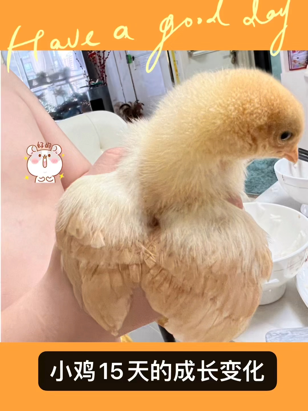 小鸡15天的成长变化,孩子的童年啊