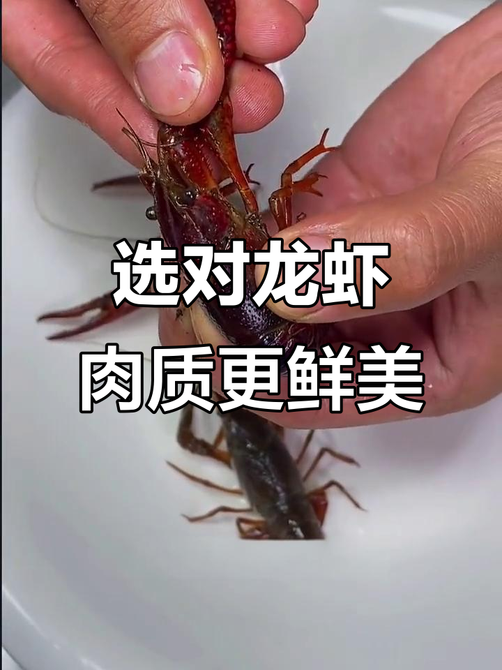 如何挑选高品质龙虾?三种类型全解析