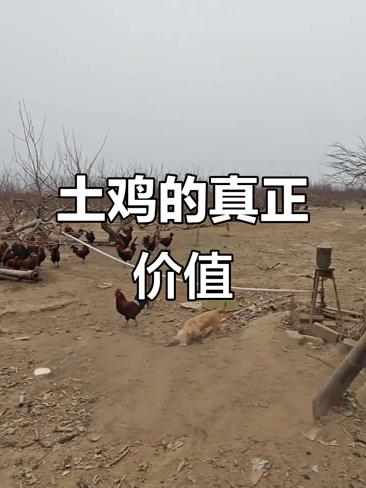 土鸡良心价:你愿意为真正的散养老母鸡付出多少?
