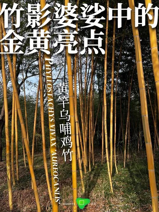 绿图:景观植物智能顾问|每日植物:黄竿乌哺鸡竹|竹影婆娑中的金黄亮点 植物科普 每一帧都是