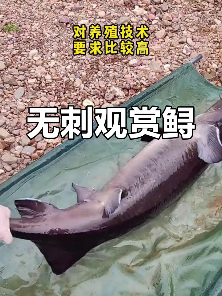 尖嘴鲟鱼,软骨无刺,适合观赏养殖