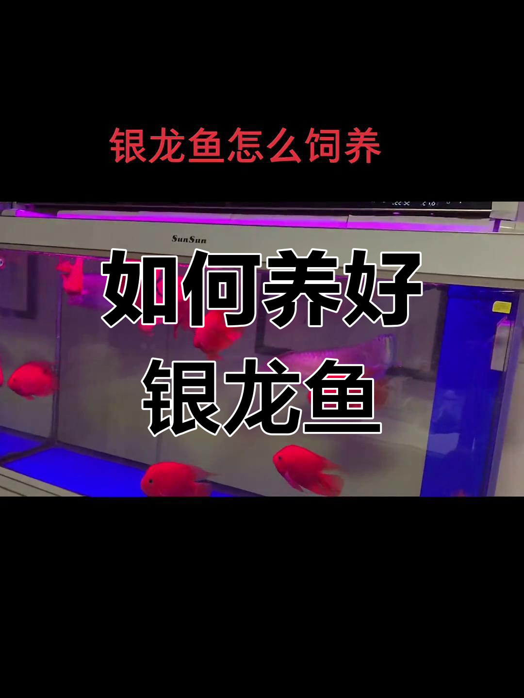 银龙鱼饲养技巧:从缸到喂食全攻略
