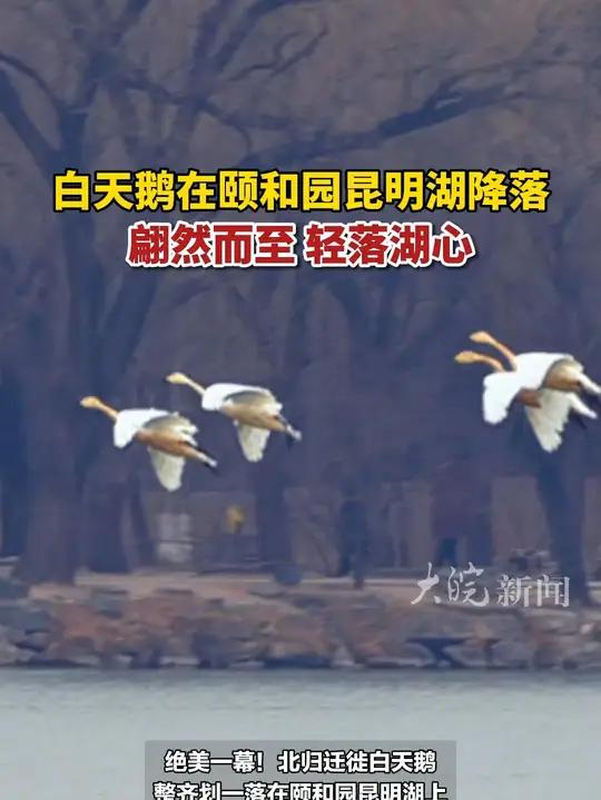 3月28日,北京。白天鹅在颐和园昆明湖降落,翩然而至轻落湖心