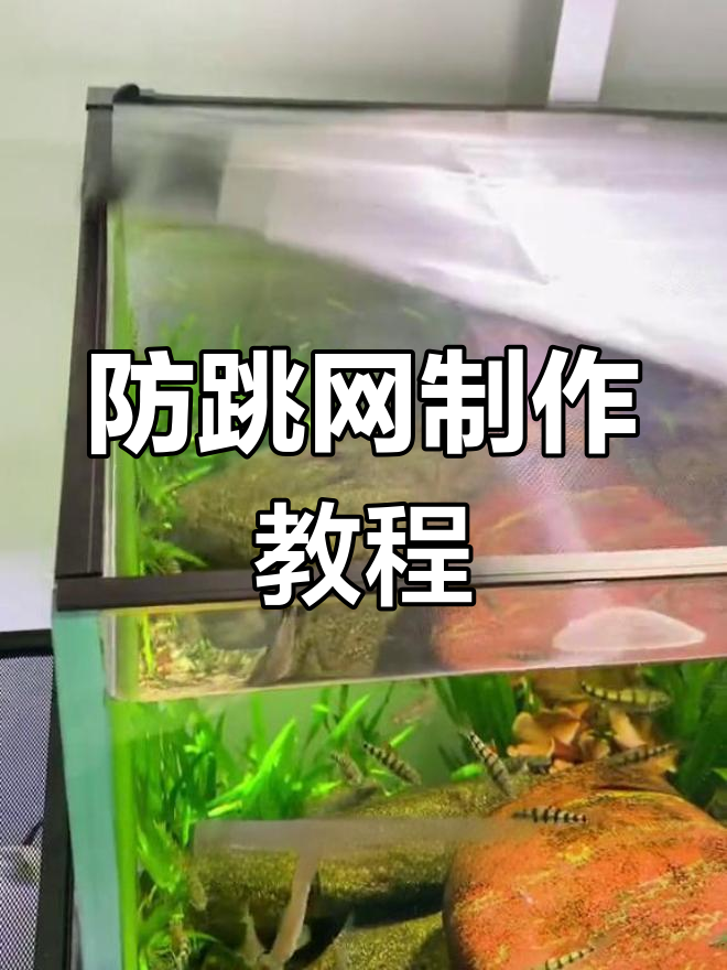 自制防跳网,保护鱼儿不再跳出鱼缸