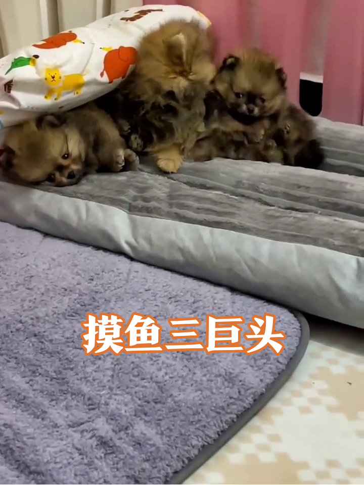 三只小狗挤一堆摸鱼，睡姿慵懒表情呆萌，最后集体装死太好笑！