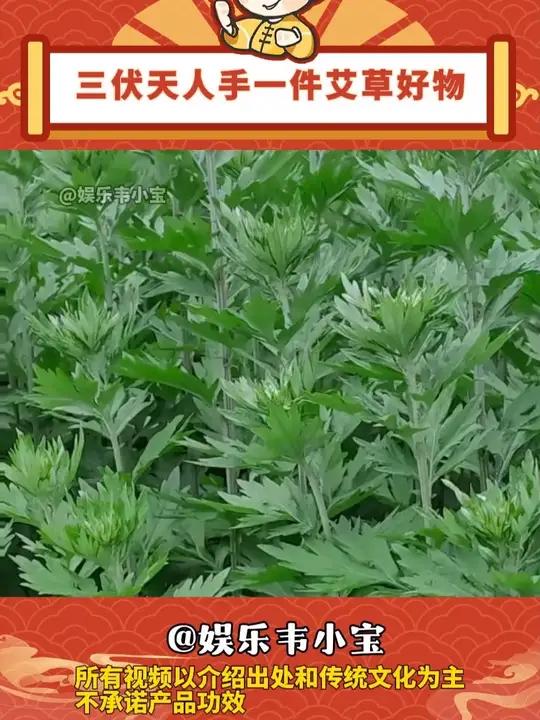 艾草真是一种善良的植物