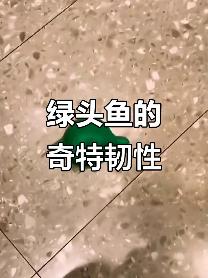 绿头鱼怎么扯都不断,太神奇了!