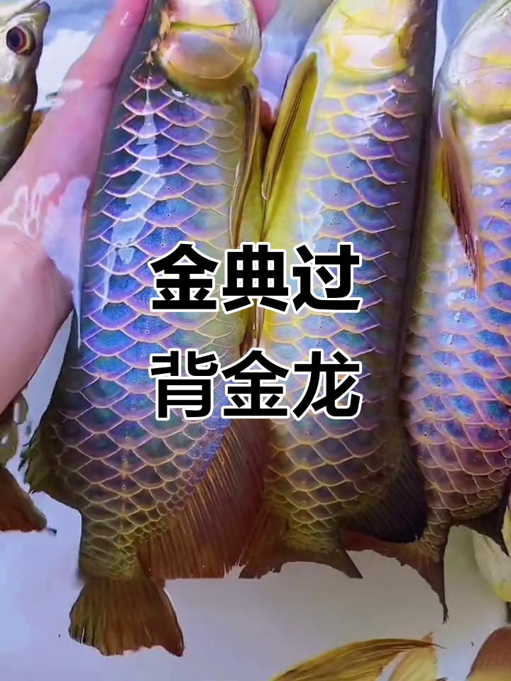 古典过背金龙鱼的最佳底色,完美呈现王者风范