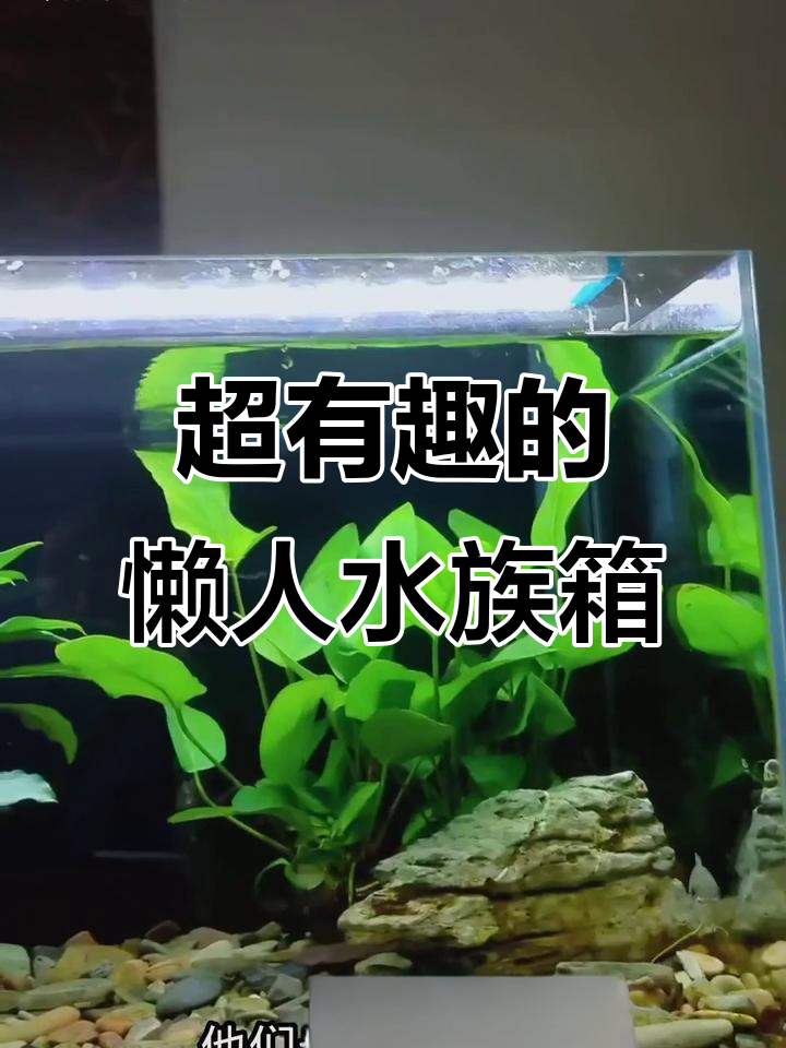 这款懒人水族箱设计超有趣,底座造型独特