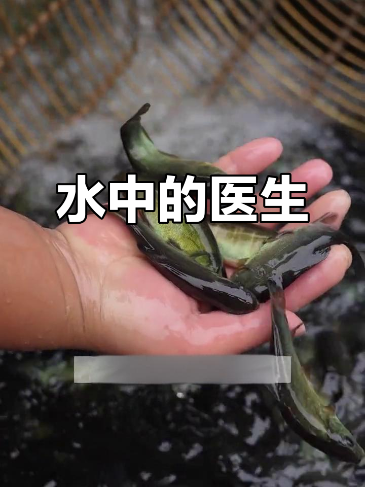 丁桂鱼,治愈伤口的神奇鱼类,生存力强,适合新手养殖