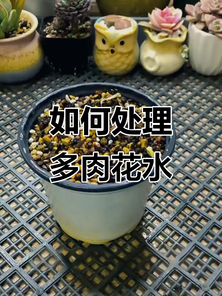 多肉植物化水怎么办?补救方法全解析