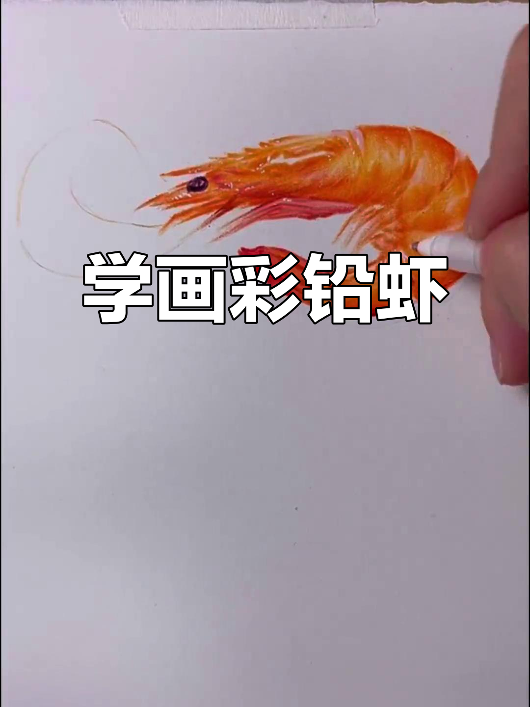 彩铅虾子画法教程,零基础也能轻松上手