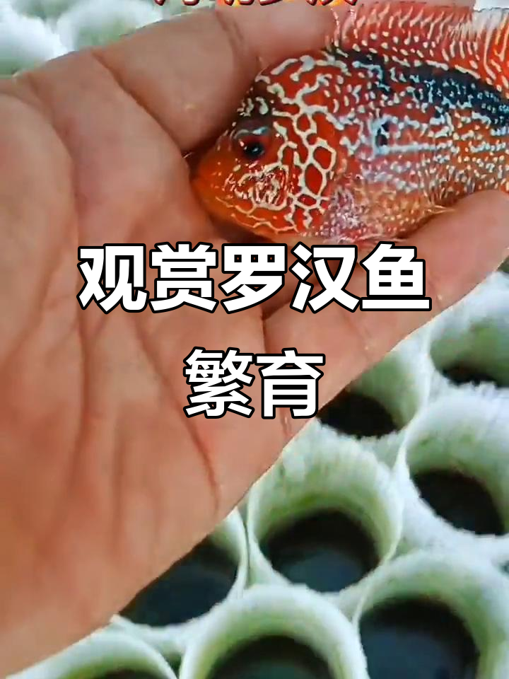 罗汉鱼繁殖揭秘，美丽小鱼等你带回家
