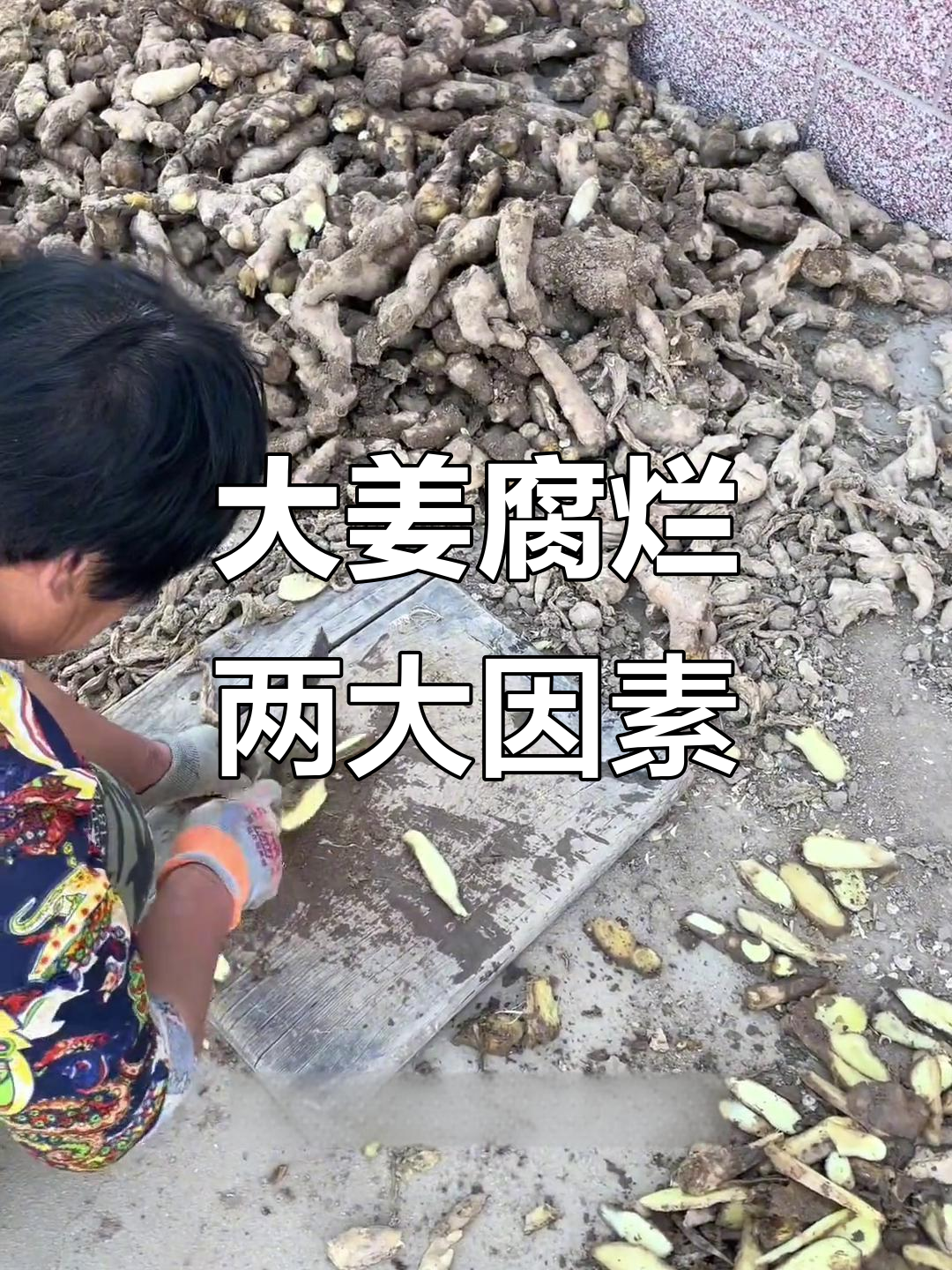 大姜储存期腐烂原因分析:冻害与烂浆病害