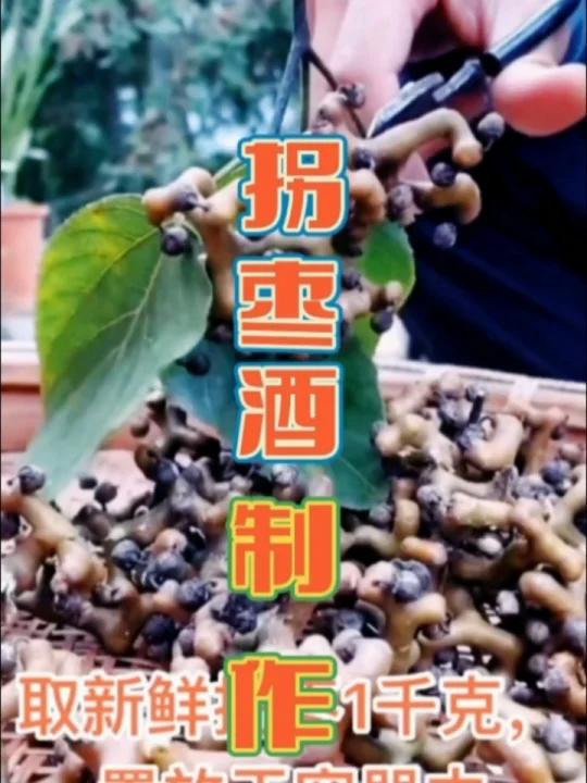 过年过节全村要喝的拐枣酒?15天就可以喝了
