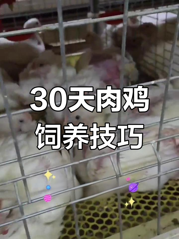笼养肉鸡30日龄管理要点,提升体重的关键措施
