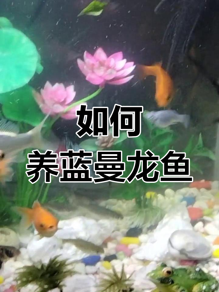 蓝曼龙鱼饲养指南