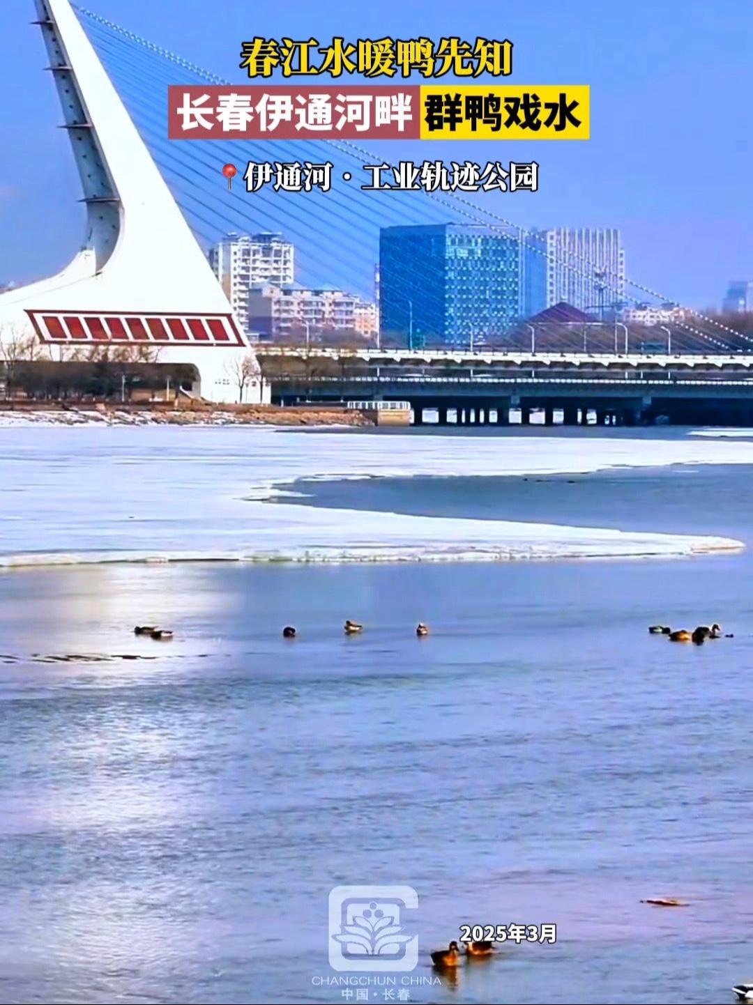 春江水暖鸭先知,长春伊通河畔群鸭戏水@梦成在长春 长春就是长春 长春网红打卡地