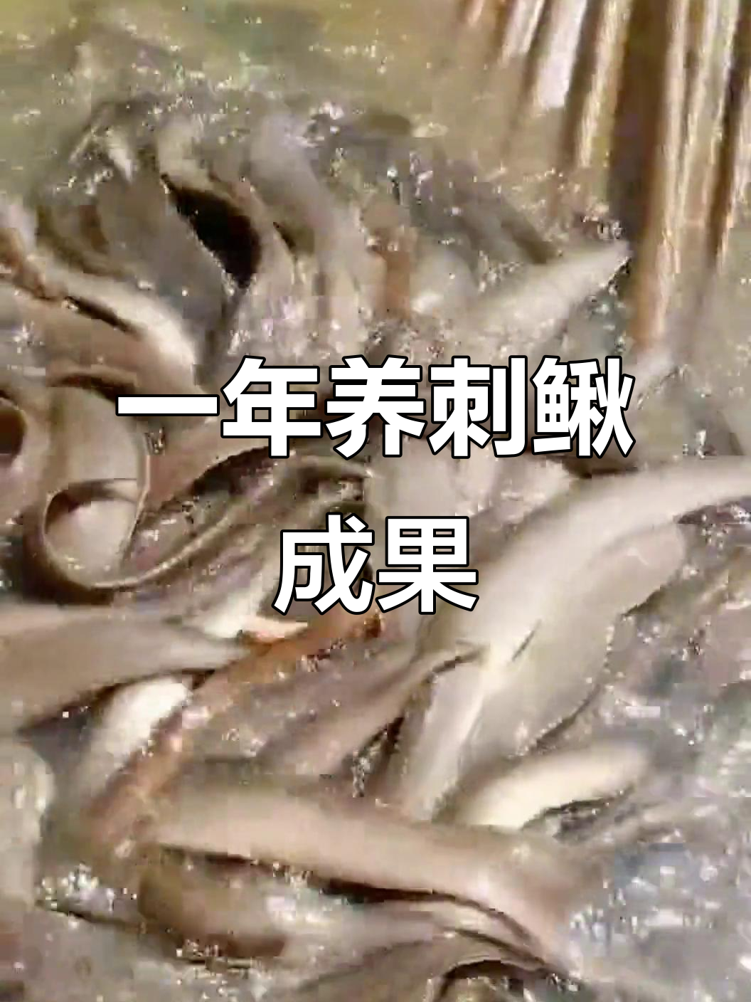 刺鳅养殖一年,成品鱼长势喜人