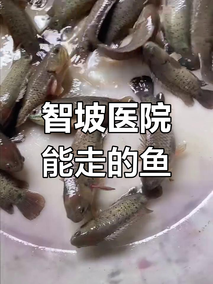 西双版纳神秘土著鱼,会走路还能爬树!