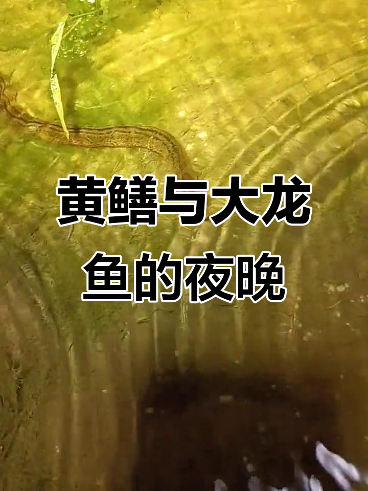 今晚抓黄鳝,大龙鱼也来了!