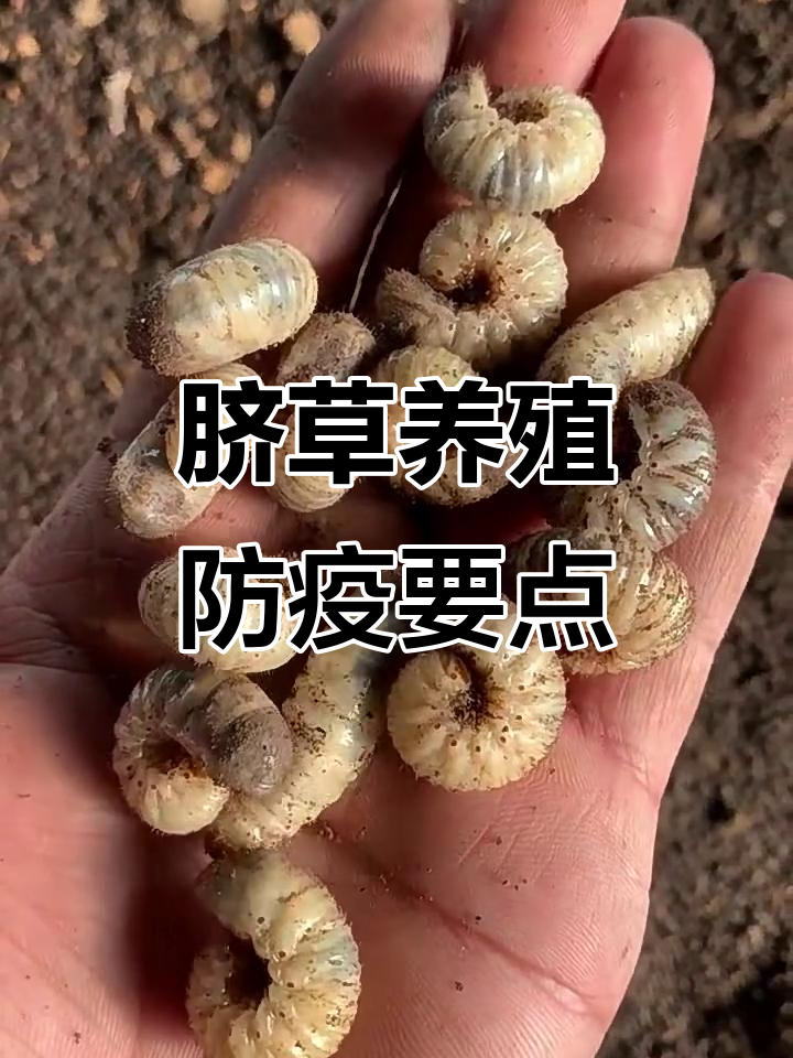 脐草养殖中的疾病防控与饲料管理技巧