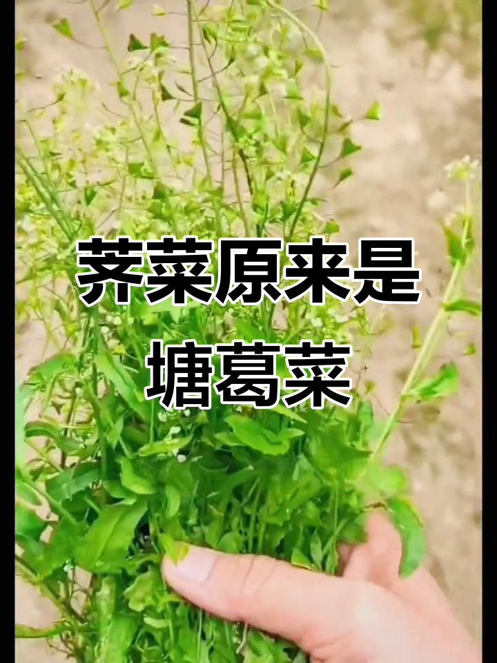 荠菜竟是塘葛菜的别名,原来我们常用来煲汤的植物就是它!