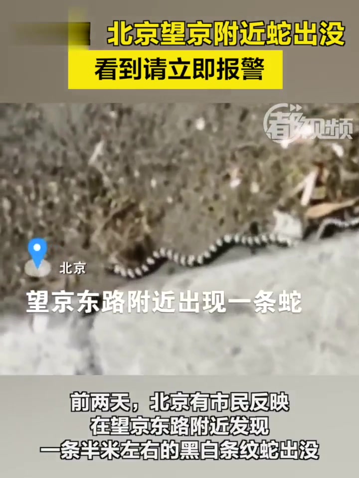 「小心!北京望京附近蛇出没,看到请立即报警」前两天,北京有市民反映在望京东路附近,发现一条