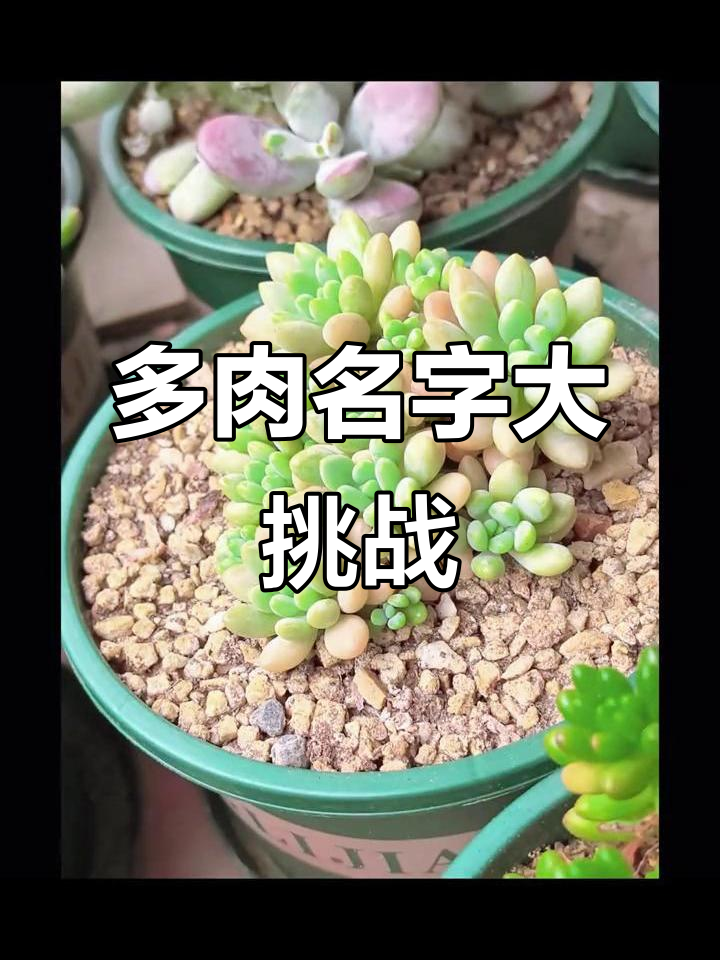 你能叫出这些多肉植物的名字吗?挑战一下!